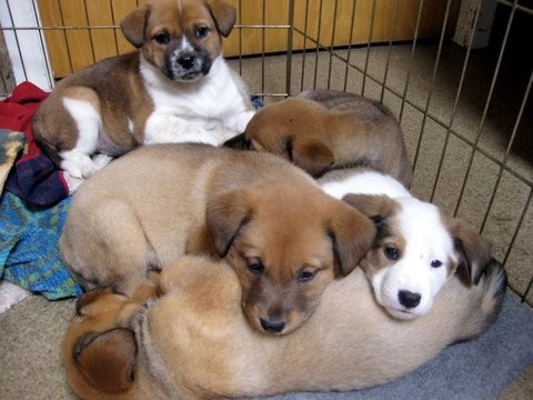 Milo's Sanctuary Puppies