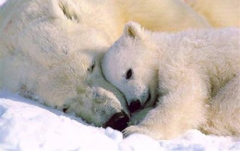 polar-bears