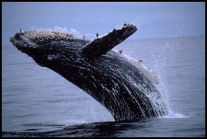 humpbackwhale humpbackwhale