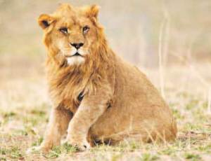 lion3