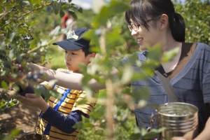 Yoshie Arai and her son Tatsuki, 10, pick blueberries near Portland, Ore. 