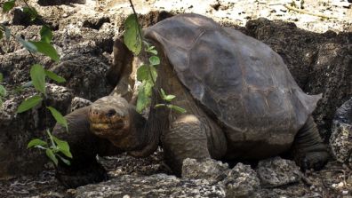 A giant tortoise named "Lonesome George" is seen in the Galapagos islands, an archipelago off Ecuador's Pacific coast. The remote islands draw an estimated 100,000 visitors a year eager for a glimpse of the unique creatures and flora that Darwin called "a little world within itself." (AP Photo/Galapagos National Park, File)  
