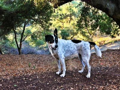 2013-01-03-MasalaPet-thumb