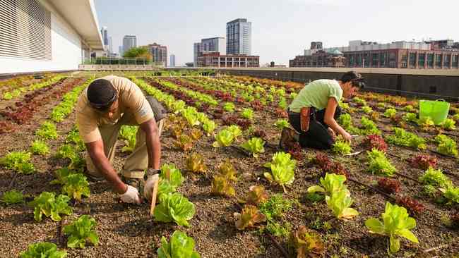 Harvesting lettuce at the Chicago Botanic Garden’s 20,000-square-foot vegetable garden atop McCormick Place West, courtesy CBG